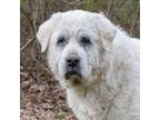 Adopt Hera a White Great Pyrenees / Mixed dog in Stroudsburg, PA (34365196)