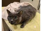 Adopt Rudy a Gray or Blue Russian Blue / Domestic Shorthair / Mixed cat in