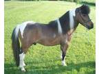 AMHA & AMHR bay pinto stallion for sale!