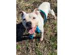 Adopt Scooter a White - with Black Boxer / Mixed dog in Chester, SC (34364065)