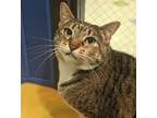 Adopt Juniper a Domestic Shorthair / Mixed cat in Sioux City, IA (34363652)