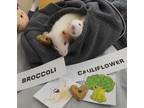 Adopt Broccoli a Rat small animal in Vernon, BC (34360806)