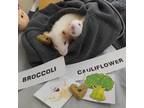Adopt Cauliflower a Rat small animal in Vernon, BC (34360805)