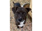 Adopt Frankie a Black - with White Jack Russell Terrier / Mixed dog in Niagara