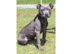 Adopt Stormy 35261 a Pit Bull Terrier