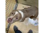 Adopt TUSC-Stray-tu1581_3 a Pit Bull Terrier
