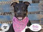 Adopt BELLA a Pit Bull Terrier, Mixed Breed