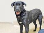 Adopt 637729 a Labrador Retriever, Mixed Breed