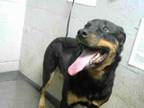 Adopt VANESSA a Rottweiler