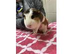 Adopt Benny a Guinea Pig