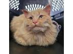 Adopt Puffy a Domestic Long Hair