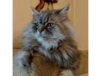 Adopt Bubbles ***Courtesy Posting*** a Persian