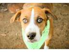 Adopt Sam a Hound, Mixed Breed