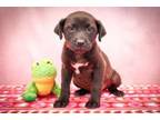 Adopt Shyra Marie a Retriever, American Staffordshire Terrier
