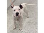 Adopt Tate a Pit Bull Terrier, Mixed Breed