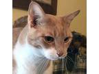 Adopt Tanner (LF-Fostered in TN) a Domestic Short Hair, Tabby