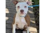 Adopt February a Mixed Breed