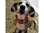 Adopt Dutchess a Basset Hound, Beagle