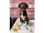 Adopt Lambchop a Pointer