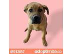 Adopt 49742057 a German Shepherd Dog, Mixed Breed