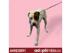 Adopt 49843868 a Labrador Retriever, Mixed Breed