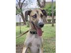 Adopt Sky a Great Dane, Mixed Breed
