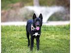 Adopt Marshall a Black - with White Karelian Bear Dog / Mixed dog in Unionville