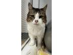 Adopt Jaeger a Norwegian Forest Cat / Mixed cat in Kingston, NY (34370992)