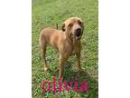 Adopt OLIVIA a Pit Bull Terrier, Mixed Breed