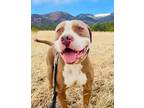 Adopt Meatball a American Staffordshire Terrier, Pit Bull Terrier