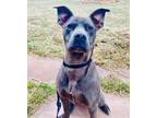 Adopt Roxy a American Staffordshire Terrier, Pit Bull Terrier