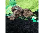 Poovanese Puppy for sale in Olean, NY, USA