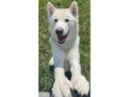 Adopt Koda a White Husky / Alaskan Malamute / Mixed dog in Lindsay