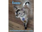 Adopt Sassy Cat a Balinese cat in Mission, TX (34375036)