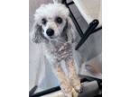 Adopt Lucky a Gray/Blue/Silver/Salt & Pepper Poodle (Toy or Tea Cup) / Mixed dog