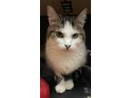Adopt Chip a Domestic Shorthair / Mixed cat in Kingston, NY (34374236)