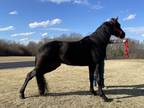 Registered Black stallion