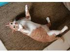 Adopt NimNim 3 years old and very friendly a Egyptian Mau