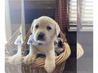Labrador Retriever PUPPY FOR SALE ADN-368390 - AKC Labrador Retriever puppies