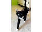 Adopt Wall-E a All Black Domestic Mediumhair / Domestic Shorthair / Mixed cat in