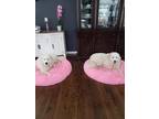 Adopt Bella and Luna a White Great Pyrenees / Mixed dog in Clifton Park