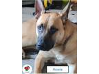 Adopt Howie a Tan/Yellow/Fawn - with Black German Shepherd Dog / Mixed dog in