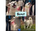 Adopt Scout a White - with Tan, Yellow or Fawn Australian Shepherd / Blue Heeler