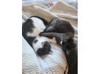 Adopt Zelda and Chelsea a Tuxedo, Chartreux