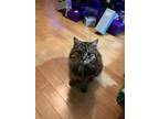 Adopt Mouse a Maine Coon