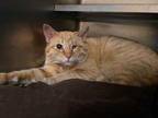 Adopt Caprice a Orange or Red Domestic Shorthair / Domestic Shorthair / Mixed