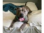 Adopt Katana a American Pit Bull Terrier / Mastiff / Mixed dog in Warren