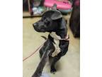 Adopt Pistachio a Black Labrador Retriever / Pointer dog in Douglasville
