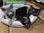 Adopt Koko & Bean a Black & White or Tuxedo Burmese / Mixed (short coat) cat in
