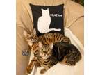 Adopt Titan and Vixen (Male and Female) a Bengal